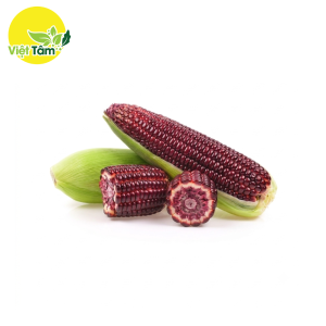Bắp tím nữ hoàng - Đà Lạt