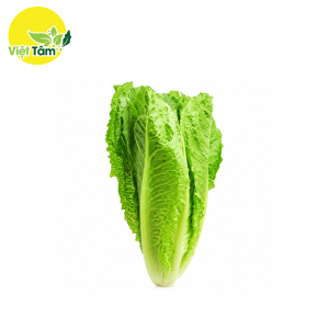 Xà lách Romaine - Đà Lạt