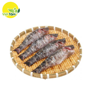 Cá bống tượng